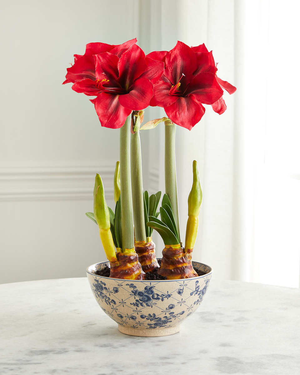 Amaryllis In Ceramic Pot